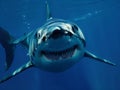 Ocean shark bottom view from below. Open toothy dangerous mouth with many teeth. Underwater blue sea waves clear water Royalty Free Stock Photo