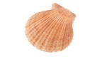 Ocean shell as is Royalty Free Stock Photo