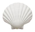 Ocean shell Royalty Free Stock Photo