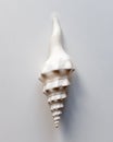 Ocean shell like ice cream cone Royalty Free Stock Photo