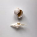 Ocean shells