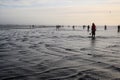 OCEAN SHORES, WA/USA Ã¢â¬â NOVEMBER 24, 2019: Copalis Beach, people out digging for razor clams at low tide in late afternoon. Royalty Free Stock Photo