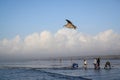 OCEAN SHORES, WA/USA Ã¢â¬â NOVEMBER 24, 2019: Copalis Beach, people out digging for razor clams at low tide in late afternoon. Royalty Free Stock Photo