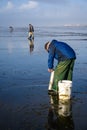 OCEAN SHORES, WA/USA Ã¢â¬â NOVEMBER 24, 2019: Copalis Beach, people out digging for razor clams at low tide in late afternoon. Royalty Free Stock Photo