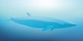 A blue whale swims on the surface of the sea Royalty Free Stock Photo