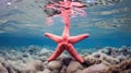 ocean starfish sea star Royalty Free Stock Photo