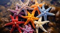 ocean starfish sea star In the second photo Royalty Free Stock Photo