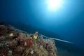 Ocean, sun and cornetfish Royalty Free Stock Photo