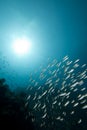 Ocean, sun and fish Royalty Free Stock Photo