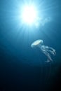 Ocean, sun and luminescent jellyfish Royalty Free Stock Photo