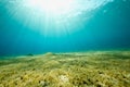 Ocean, sun and sea grass