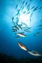 Ocean, sun and twinspot snappers Royalty Free Stock Photo