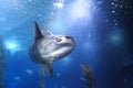 Ocean sunfish Royalty Free Stock Photo