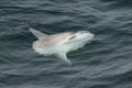 The ocean sunfish or common mola Mola mola swimming on sea surface. Sunfish in natural habitat. North Pacific ocean.