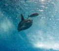 Ocean Sunfish and the Crevalle jack fish swimming in the lea waters of an aquarium