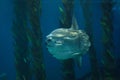 Ocean sunfish Mola mola Royalty Free Stock Photo