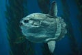 Ocean sunfish Mola mola