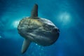 Ocean sunfish Mola mola Royalty Free Stock Photo