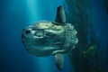 Ocean sunfish Mola mola Royalty Free Stock Photo