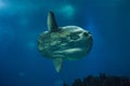 Ocean sunfish Mola mola Royalty Free Stock Photo