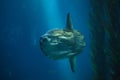 Ocean sunfish Mola mola Royalty Free Stock Photo