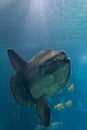 Ocean sunfish (Mola mola)