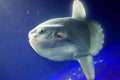 Ocean sunfish (Mola mola) Royalty Free Stock Photo