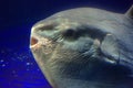 Ocean sunfish (Mola mola) Royalty Free Stock Photo