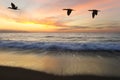 Ocean Sunset Birds Royalty Free Stock Photo