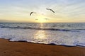 Ocean Sunset Birds Royalty Free Stock Photo