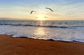 Ocean Sunset Birds Royalty Free Stock Photo