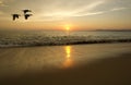 Ocean Sunset Birds Silhouette Royalty Free Stock Photo