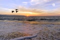 Ocean Sunset Birds Silhouette Royalty Free Stock Photo