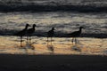 Ocean sunset with birds Royalty Free Stock Photo