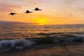 Ocean Sunset Birds Royalty Free Stock Photo