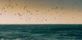 Ocean sunset and silhouettes of flying birds Royalty Free Stock Photo