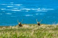Ocean Surf and Two Tule Elk Royalty Free Stock Photo