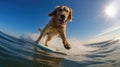 ocean surfer dog Royalty Free Stock Photo