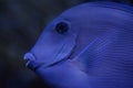 Ocean surgeonfish Royalty Free Stock Photo