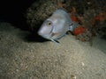 Ocean Surgeonfish Royalty Free Stock Photo