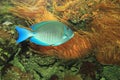 Ocean surgeonfish Royalty Free Stock Photo