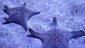 Ocean tropical exotic Starfish on aquarium bottom. Closeup two amazing sea starfish lying on sandy bottom in clean aquarium water Royalty Free Stock Photo