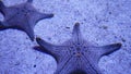 Ocean tropical exotic Starfish on aquarium bottom. Closeup two amazing sea starfish lying on sandy bottom in clean aquarium water