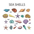 Ocean exotic set with sea shells and stars. Royalty Free Stock Photo