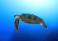 Ocean turtle,great barrier reef,cairns,australia Royalty Free Stock Photo