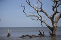 Ocean view at Jekyll Island, GA with a large piece of driftwood in the ocean