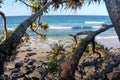 Ocean view of Pandanus Palms at sunset