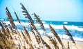 Sea Oats Beach Ocean Scenic View Royalty Free Stock Photo