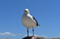 Ocean view of white seagull Royalty Free Stock Photo
