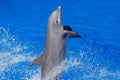 Ocean wave with animal. Bottlenosed dolphin, Tursiops truncatus, in the blue water. Wildlife action scene from ocean Dolphin